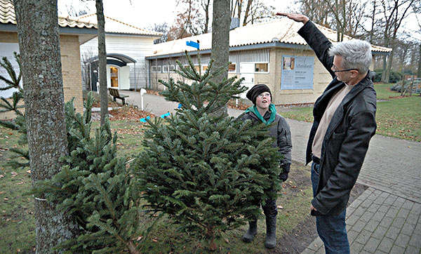 Nivå: Køb juletræer af spejderne ved Nivaagaards Malerisamling