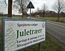 Spejderne, De vilde Svaner, sælger juletæer ved Gl. Strandvej i Nivå. 
