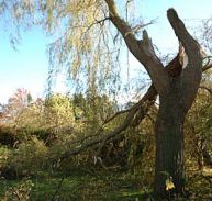 Også et stort piletræ måtte lade livet inde  i haven.