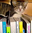 Bogbytte og bogsalg på Nivå Bibliotek
